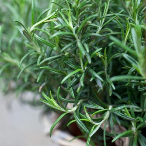 Rosemary Rosemary